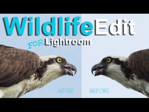 How to Rescue a Blown-Out, Underexposed Wildlife Shot in Lightroom