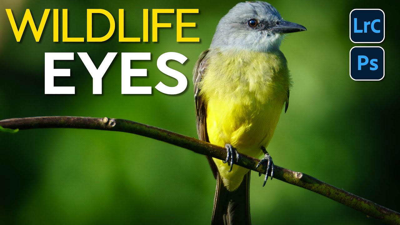 Make Wildlife Eyes Pop in Lightroom: The Radial Gradient Trick That Changes Everything
