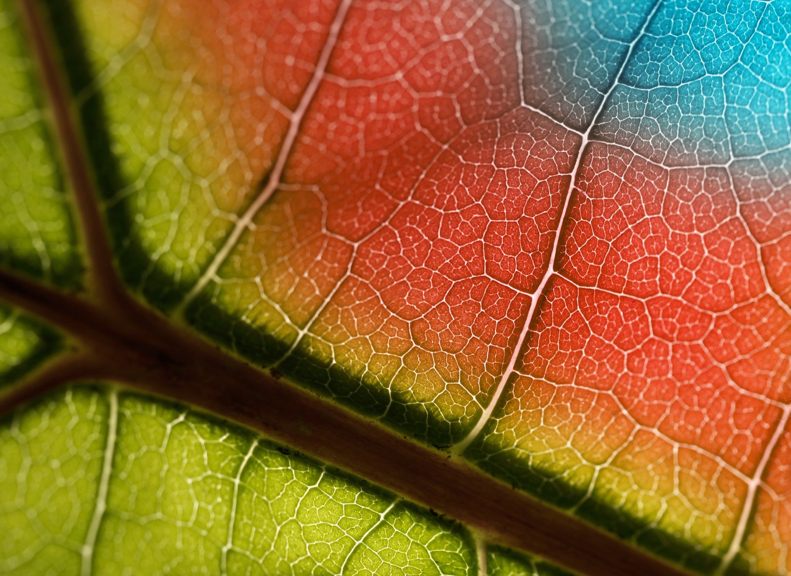 Split Toning Is the Reason Your Photos Look Almost There (And How to Fix It)