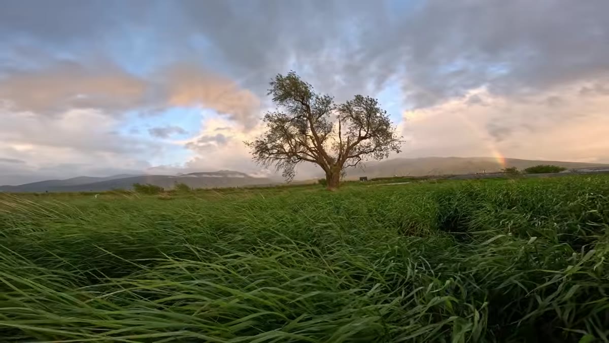 Low angle composition showing grass foreground and rainbow sky