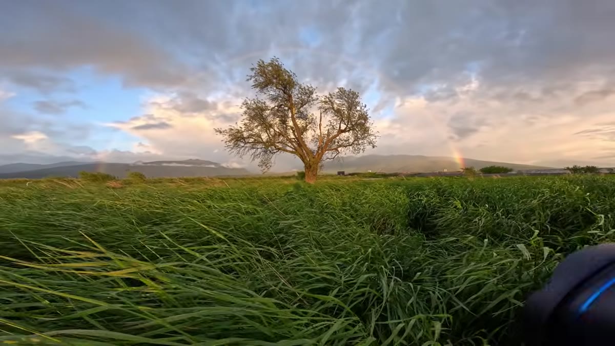 Rainbow visible over lone tree in the wide angle frame