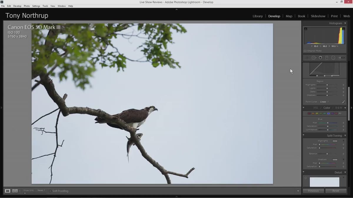 Crop tool applied around bird subject in Lightroom