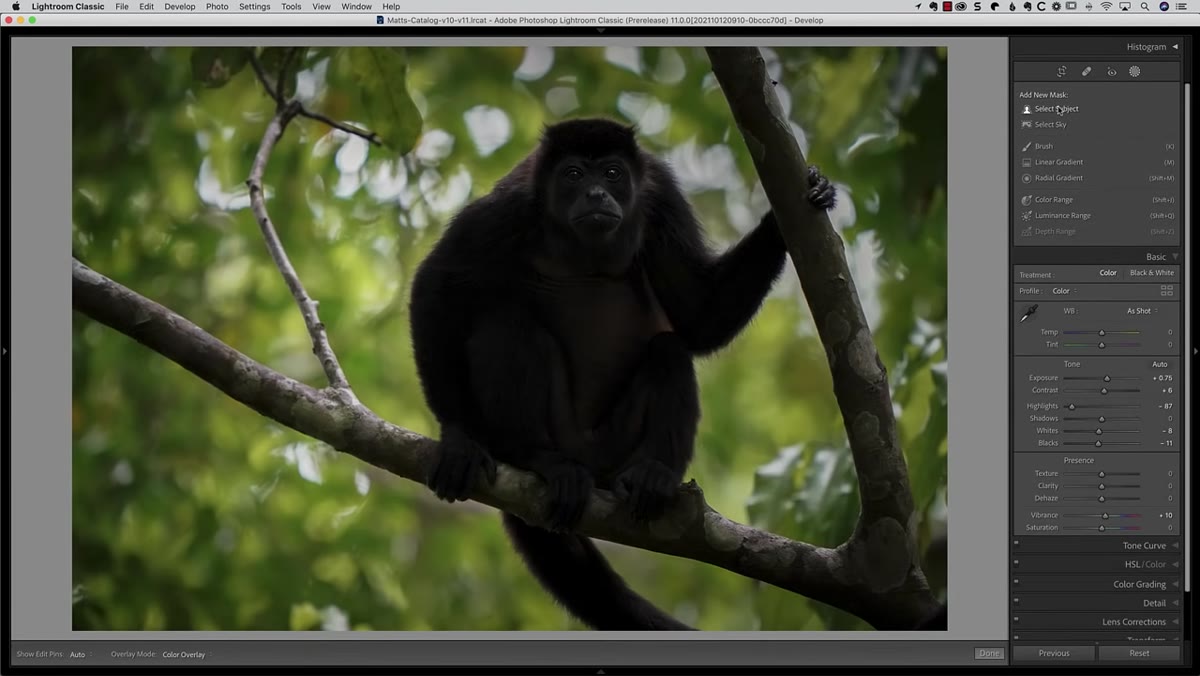 Select Subject tool isolating an animal with detailed fur edges