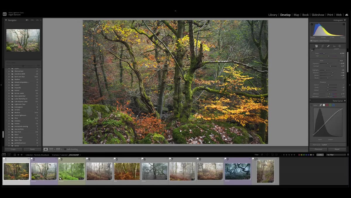 Lightroom develop panel open on a foggy woodland image