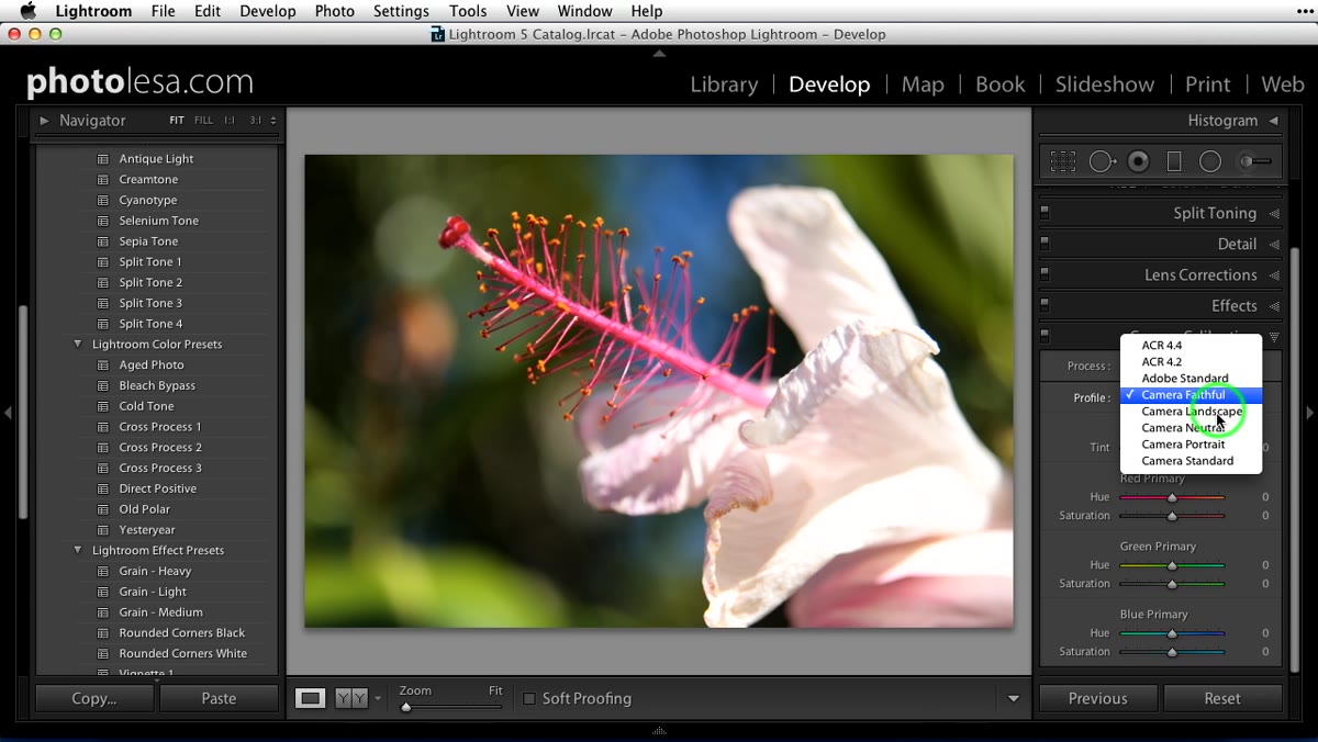 Camera Faithful and Camera Landscape profiles shown in dropdown