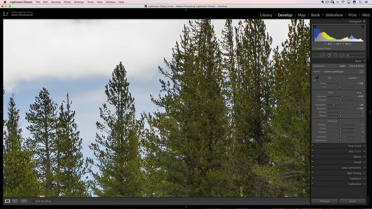 Zoomed-in tree branches showing high-frequency detail area