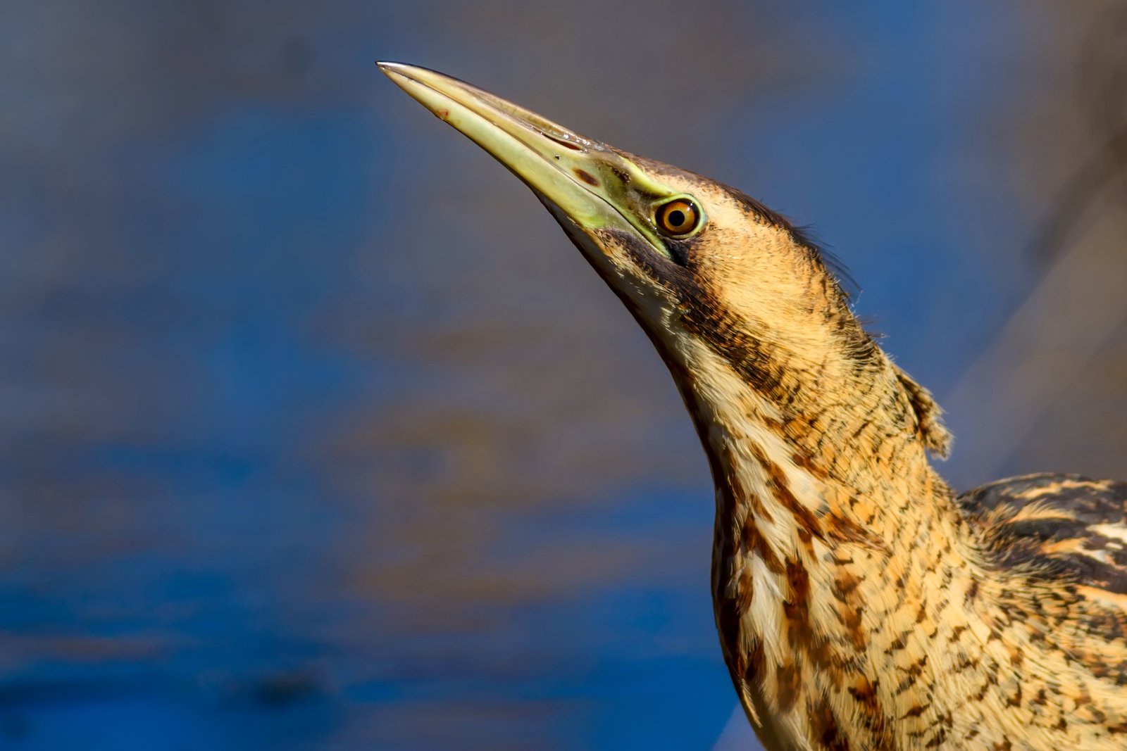 Why Your Bird Photos Look Flat (And How Masking Fixes It)